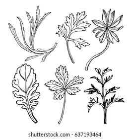 Wild herbs collection/ Hand drawn field plants in sketchy style/ Vector illustration in black and white