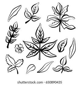 Wild herbs collection/ Hand drawn field and forest plants in sketchy style/ Vectorized ink illustration in black and white