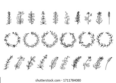 Wild herbs, drawn by a black line on a white background. Vector. Set.