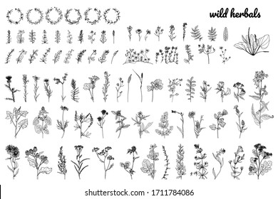 Wild herbs  drawn by black line white background  Vector  Set 
