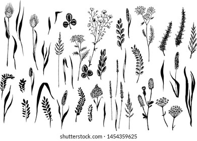 Wild herbs and field flowers are in engraving style. 