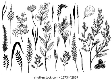 Wild herbs and field flowers painted are in engraving style.