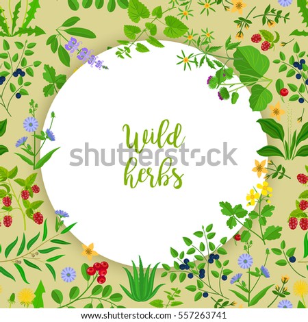 Wild herbs, flowers and berries circle frame. Vector illustration.