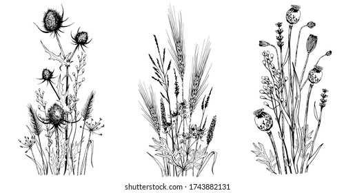 Wild herbs and flowers. Isolated botanical compositions. Hand drawn vector illustration.