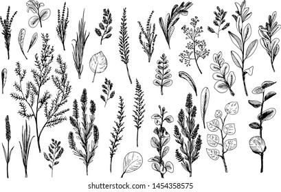 Wild herbs and flowers painted black line. Field herbs are in engraving style