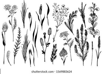 Wild herbs and flowers painted are in engraving style.
