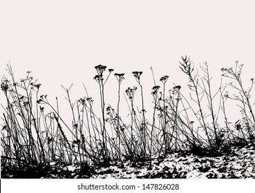 wild herbs and flowers silhouette background. vector illustration 