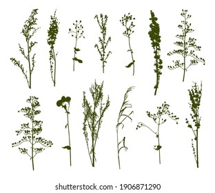 Wild herbs isolated  on white - set of green herbal silhouettes - flowering grass for natural design