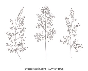Wild and herbs plants set. Outline botanical hand drawn illustration. Spring flowers. Vector design. Can use for greeting cards, wedding invitations, patterns.