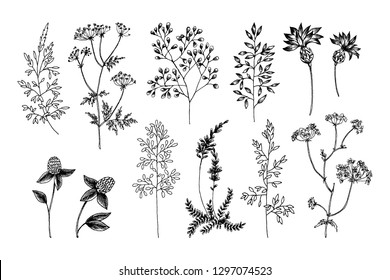 Wild and herbs plants set. Outline, Silhouette and sketch botanical hand drawn illustration. Spring flowers. Vector design. Can use for greeting cards, wedding invitations, patterns.