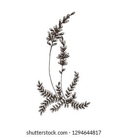 Wild and herbs plants set. Vintage botanical hand drawn sketch. Spring flower lavender. Vector design. Can use for greeting cards, wedding invitations, patterns.