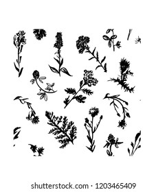 Wild herbs seamless pattern drawn by black line on white background.