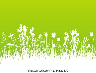 Silhouettes blancas de hierbas silvestres bordeando el verde - fondo vectorial para el diseño de verano natural