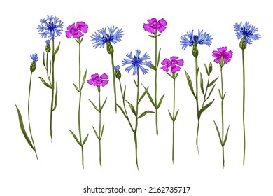 Wild herbs Wildflowers blue cornflowers. Flowers in the wild