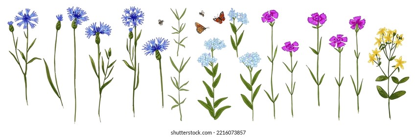 Wild herbs. Wildflowers in summer. Red poppies, cornflowers, forget-me-nots, yellow buttercups, ferns, butterflies, bees