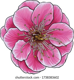 Hermosa flor rosa con estambres. Ilustración vectorial dibujada a mano.
