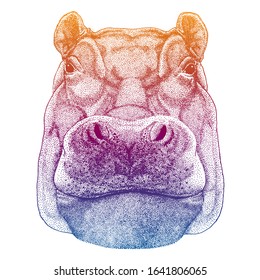 wild hippo on white background. Cartoon animal. Vector illustration for prints, poster, banners.