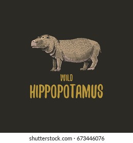 Wild Hippopotamus engraved hand drawn in old sketch style, vintage animals. logo or emblems, retro label and badge.