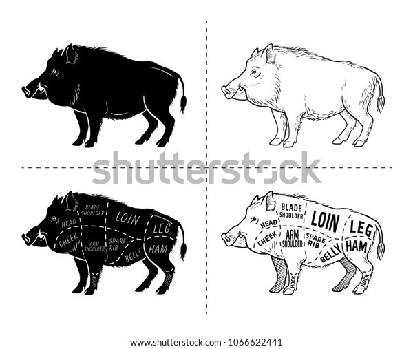 Wild hog, boar game meat\
cut diagram scheme - elements set on chalkboard. Vector\
illustration