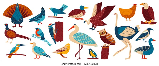 Wild and home birds, fowl set cartoon vector illustration, collection of european birds pigeon, crow, jackdaw, gull and sparrow, owl, chicken, catbird and ostrich, goose flat style. Isolated on white.