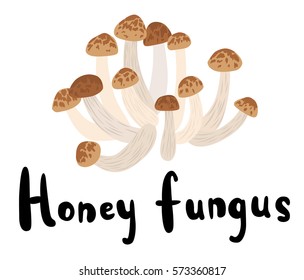 Wild Honey Fungus Mushrooms with Typography