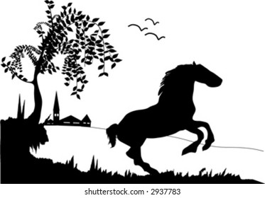 wild horse
