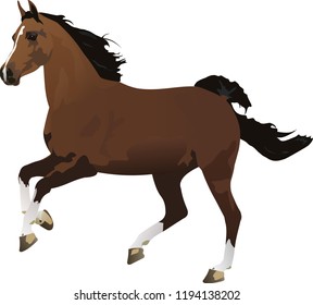 Wild horse vector illustration