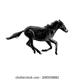 wild horse vector illustration isolated on white background