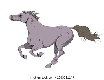 wild Horse vector isolated