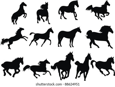 Wild horses