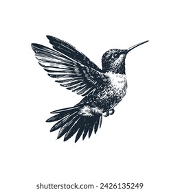 The wild Hummingbird Vector illustration.