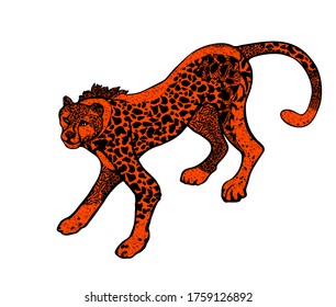Wild hunting cat, stylized leopard in color lush lava isolated on the white background. African angry animal. Vector illustration
