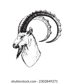 Wild ibex head, wild animal, mountain goat, capricorn zodiac sign, naturalistic vector illustration illustration isolated on white. Engraving, farm cattle.