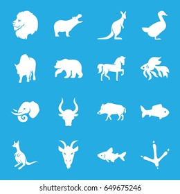 Wild icons set. set of 16 wild filled icons such as hog, bear, lion, hippopotamus, horse, footprint of  icobird, fish, kangaroo, bull, buffalo, elephant, goat