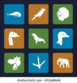 Wild icons set. set of 9 wild filled icons such as goose, hippopotamus, lion, alligator, footprint of  icobird, elephant, parrot