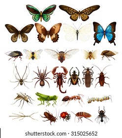 Wild insects in various types illustration