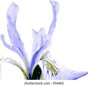 Wild Iris 2(Iris missouriensis)This is a fully editable EPS 8 file of the whole flower.