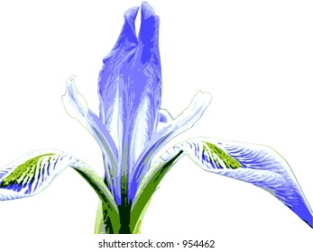  Wild Iris (Iris missouriensis) This is a fully editable EPS 8 file of the whole flower.