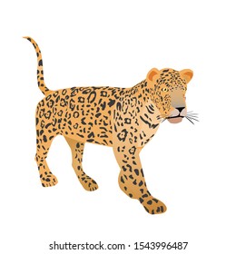 Wild jaguar chasing its prey. Vector illustration isolated on white background.