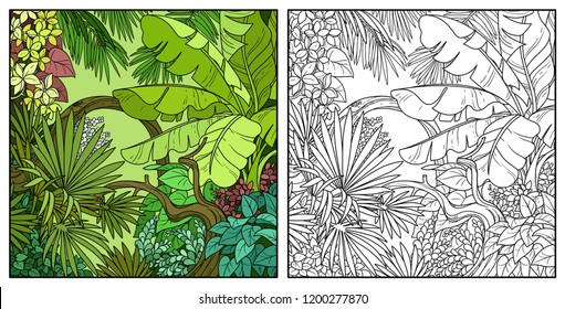 Wild jungle with big banana palm leaves color and black contour line drawing for coloring on a white background