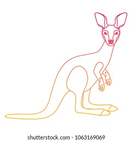 wild kangaroo australian creature