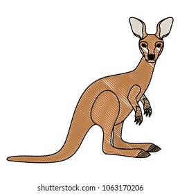 wild kangaroo australian creature