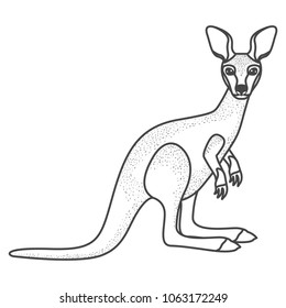 wild kangaroo australian creature