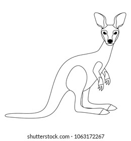 wild kangaroo australian creature