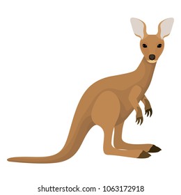 wild kangaroo australian creature