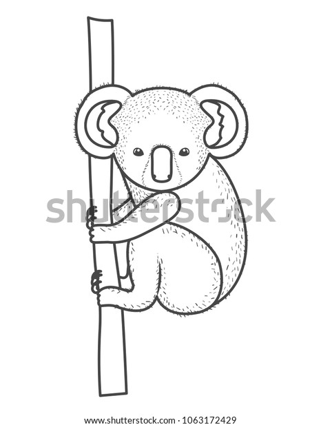 Wild Koala Australian Creature Hanging Tree Royalty Free Stock Image