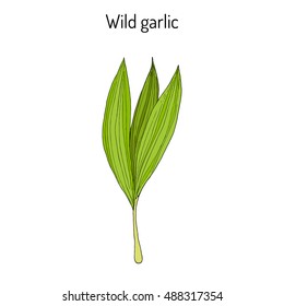 Wild leek, bear garlic (Allium ursinum), or ramsons, buckrams, medicinal plant. Hand drawn botanical vector illustration