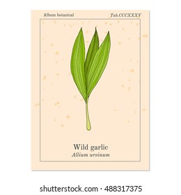 Wild leek, bear garlic (Allium ursinum), or ramsons, buckrams, medicinal plant. Hand drawn botanical vector illustration