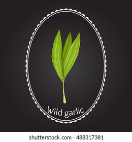Wild leek, bear garlic (Allium ursinum), or ramsons, buckrams, medicinal plant. Hand drawn botanical vector illustration