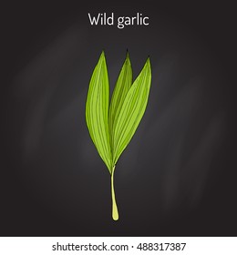 Wild leek, bear garlic (Allium ursinum), or ramsons, buckrams, medicinal plant. Hand drawn botanical vector illustration